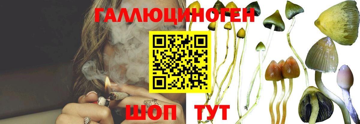 Псилоцибиновые грибы GOLDEN TEACHER  Вход с VPN  Буйнакск  Псилоцибиновые грибы MAGIC MUSHROOMS 